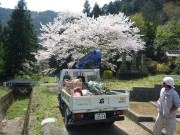 桜とトラック