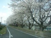 桜が満開