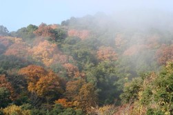 高雄の紅葉１