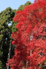 高雄いつもの紅葉