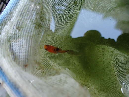 グリーンウォーター水槽の金魚
