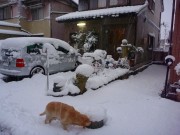 愛車は雪の中