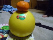 日本一　大きなみかん　晩白柚