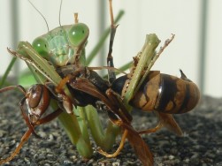 蜂を食べるカマキリ