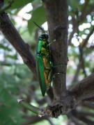 キンカンにとまるタマムシ