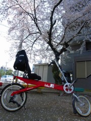 自転車で道三祭に行く途中に公園で桜が咲いていたので、お弁当を食べた