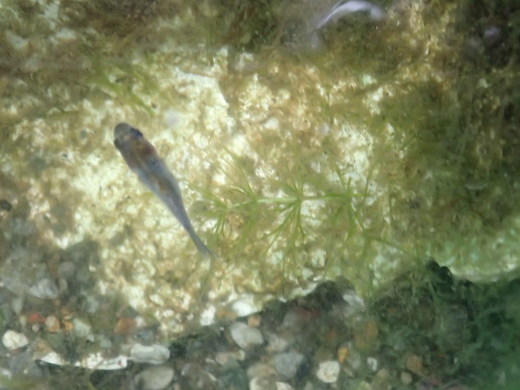 稚魚 金魚 生存率が高い！金魚の赤ちゃん 稚魚