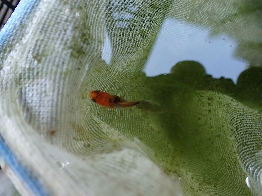 金魚 稚魚