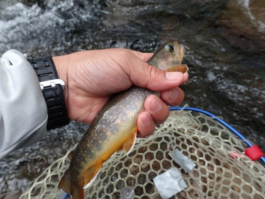 今回の一押し岩魚