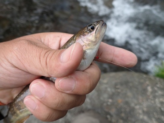 帰る寸前キャッチした岩魚