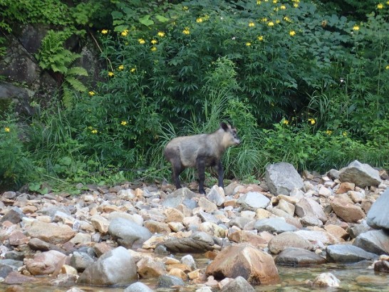 先行獣　カモシカ