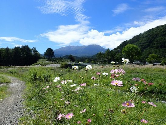 コスモスと御嶽山