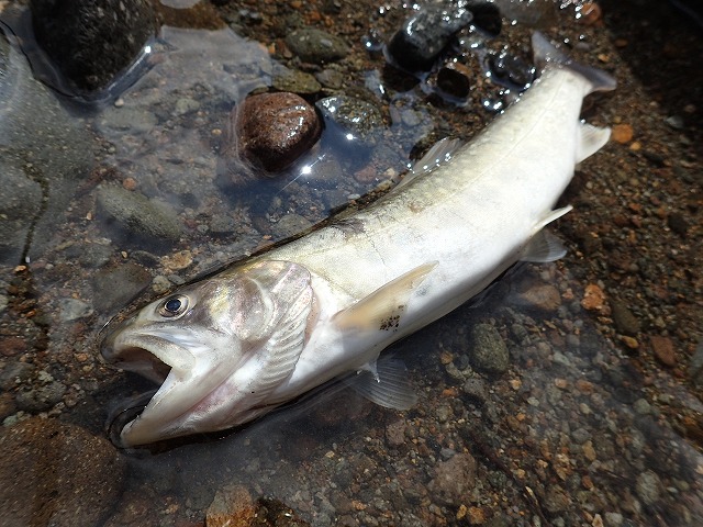 尺超え岩魚