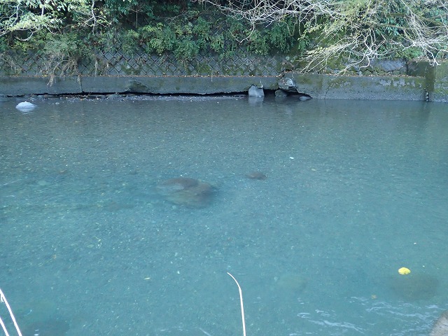 岩の間に魚