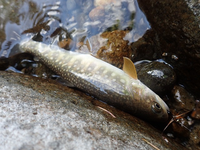 今年初の岩魚