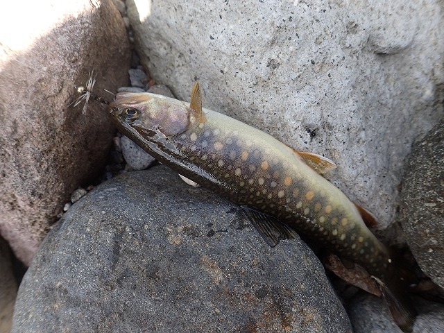 岩魚　20cm