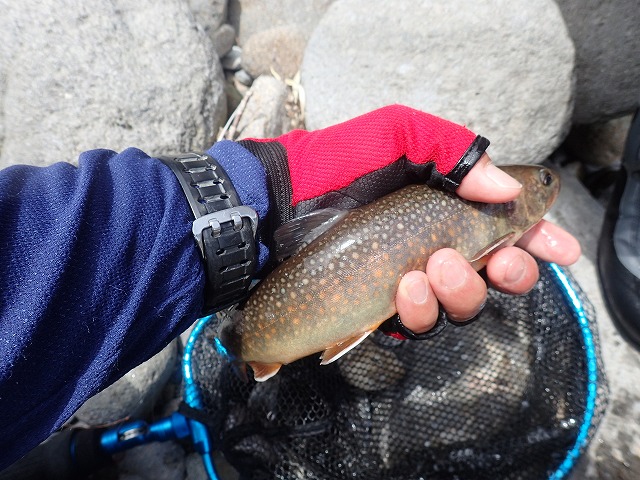 27cmの岩魚