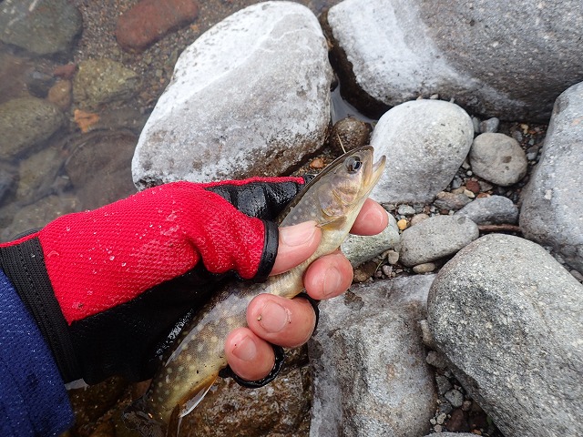 20cmの岩魚