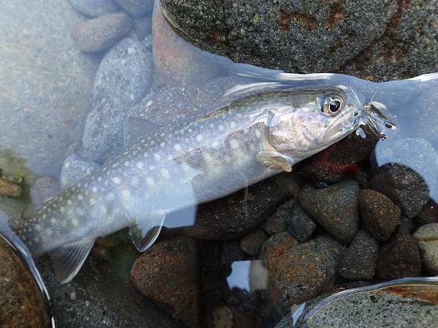 20cmの岩魚