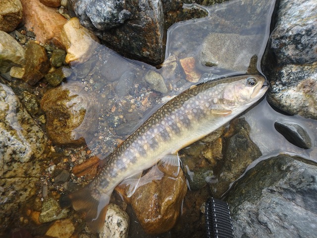 S川での岩魚