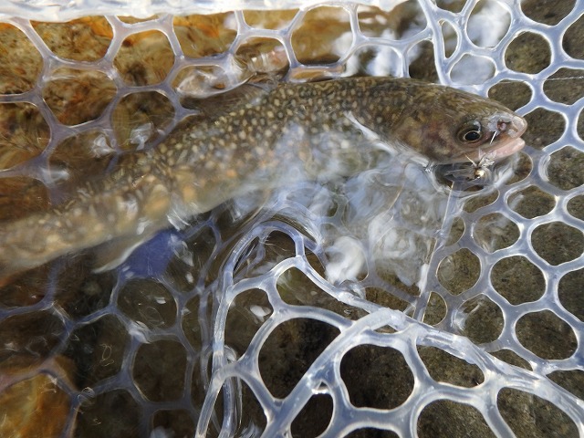 岩魚昼から