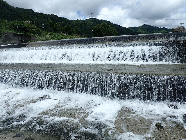 堰堤で、岩魚