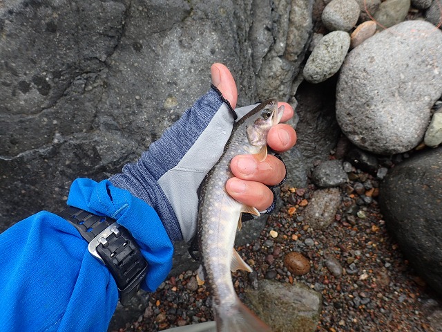 三匹目の岩魚