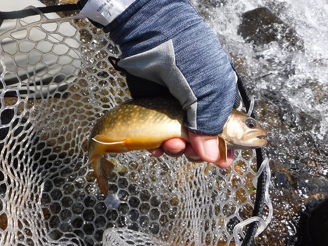 今日１番の岩魚