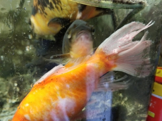 尾びれが食べられた金魚